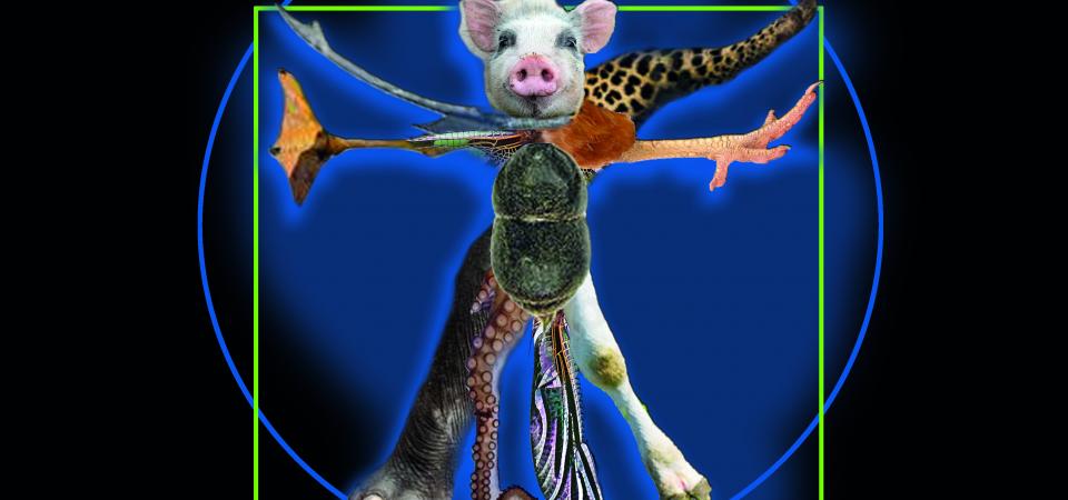 Die viturianischen Tiere - frei nach Leo da Vinci